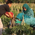 Hartini Azis : Tanaman Cabai Mampu Tingkatkan Ekonomi Masyarakat Serta Tekan Inflasi