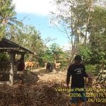 Cegah PMK Pada Hewan Ternak, Distanak Koltim Laksanakan Vaksinasi Di 11 Kecamatan