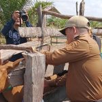 PJ Bupati Konawe Tinjau Langsung Pelaksanaan Vaksinasi PMK Di Tuoy