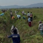 Tak Ditanggapi Pemerintah, Ratusan Petani Tawamelewe-Kasaeda Bersihkan Lahan Mereka Yang Dirampas