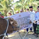 Sapi Kurban Dengan Bobot 925 Kg Dari Presiden Prabowo Diterima Warga Penanggo Jaya Koltim