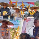 Wujudkan Swasembada Pangan Nasional, Kapolda Sultra, Gubernur, Dan Plt Bupati Koltim Panen Jagung Serentak Kuartal III Di Tirawuta