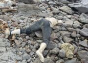 Tim SAR Gabungan Evakuasi Mayat Tanpa Identitas, Diduga Penumpang KMP Dorothy