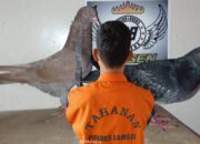 Diduga Curi Dua Burung Dara, Pelaku Curat Di Natar Lampung Selatan Dirungkus Polisi