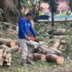 DLH Konawe Gaspol Tata Kelola RTH, Pohon Dipangkas, Kawasan Perkantoran Pemda Ditata